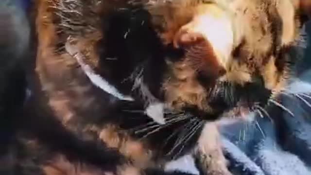 Cute Cat | Cute Pets Funny Animals Compilation #shorts #322