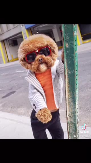 Style dog very nice so cute