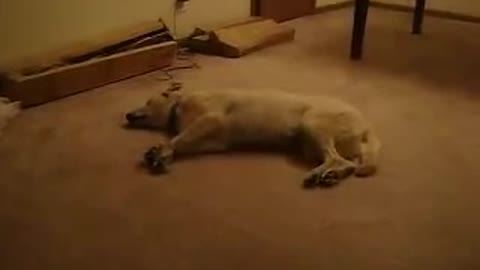 Funny; watch this dog sleep walking