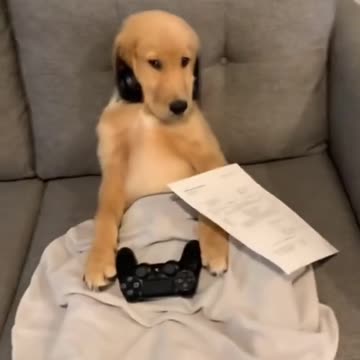 Dog sitting in her couch playing video games.
