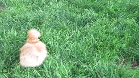 White bobwhite, valley quail, yellow golden pheasant