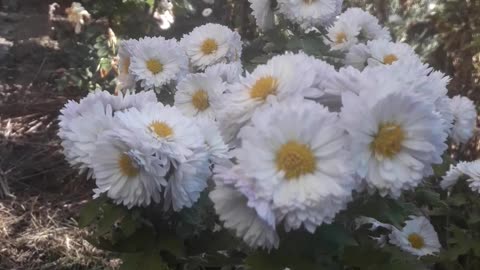 White chrysanthemums