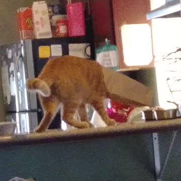Cat Wipes Out Trying to Get Bag Off Head On Counter