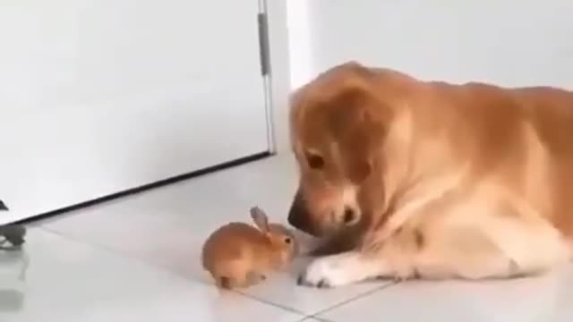 🐶Dog makes a very unusual friend | playing with cute little bunny🐇