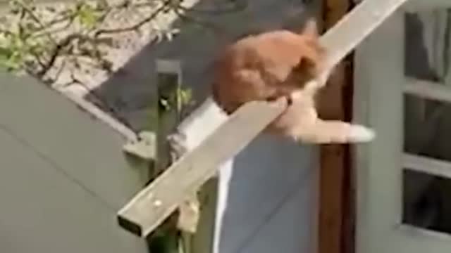 Try not to Laugh | Funny Animal encounters
