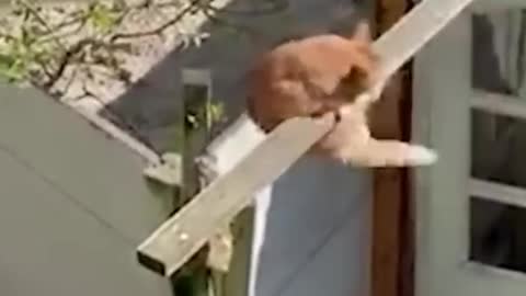 Try not to Laugh | Funny Animal encounters