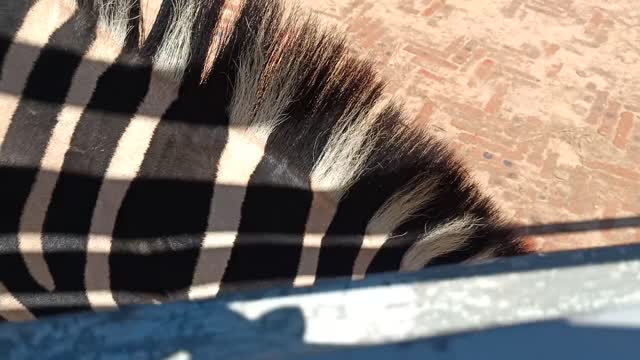 The zebra is eating
