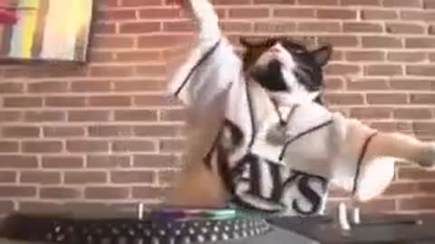 Dj Gato jajaj