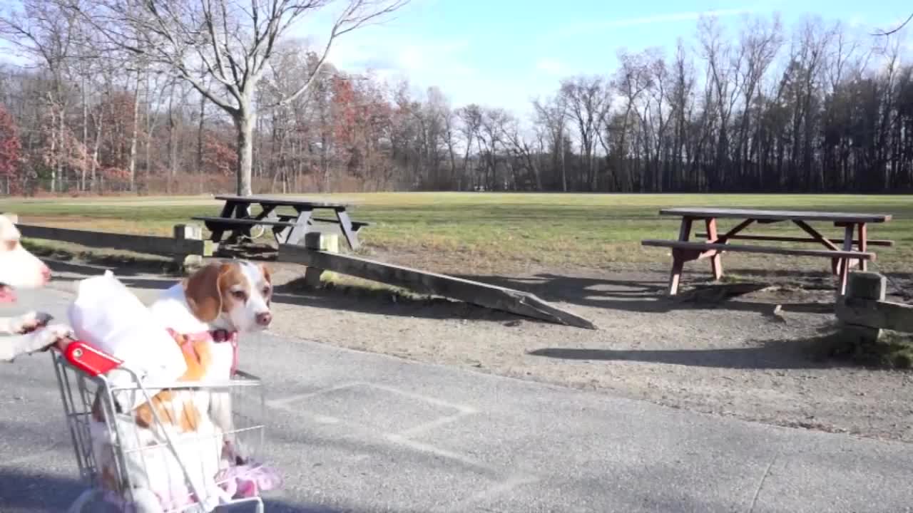 Dogs' Epic Shopping Cart Voyage: Funny Dogs Maymo & Penny