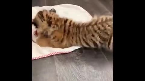 cute little tiger