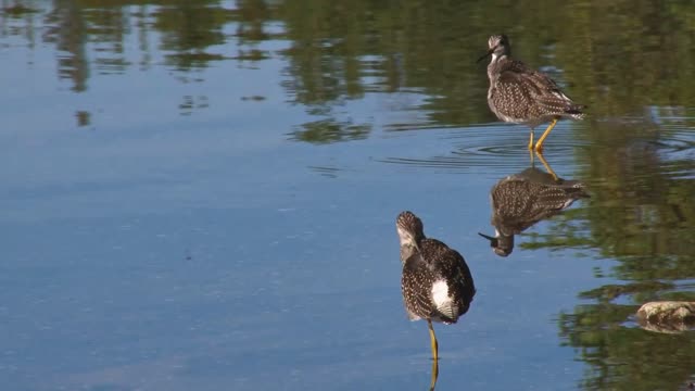 sandpipers preening in the shallows