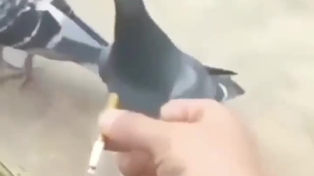 Have you ever seen a pigeon smoking a cigarette?