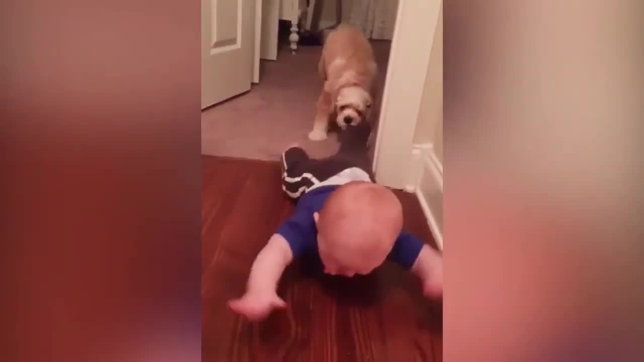 Dog Dragging Baby