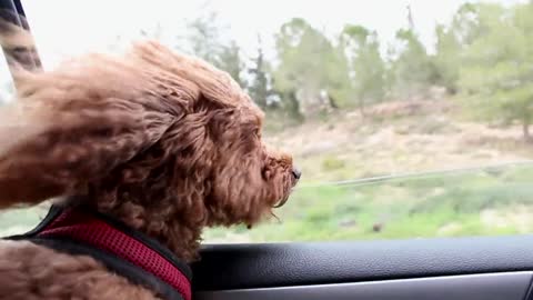 Dog enjoys a view from a car window