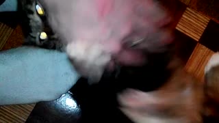 Cat beast, watch all!!!