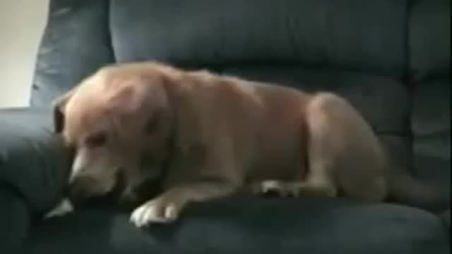 Dog think that his leg is trying to steal his food