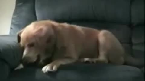 Dog think that his leg is trying to steal his food