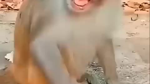 Funny baby 👶 video🤷🏼_♀️😂 #cutebaby #funnymonkey #funnybaby #cutebabyshorts #shorts