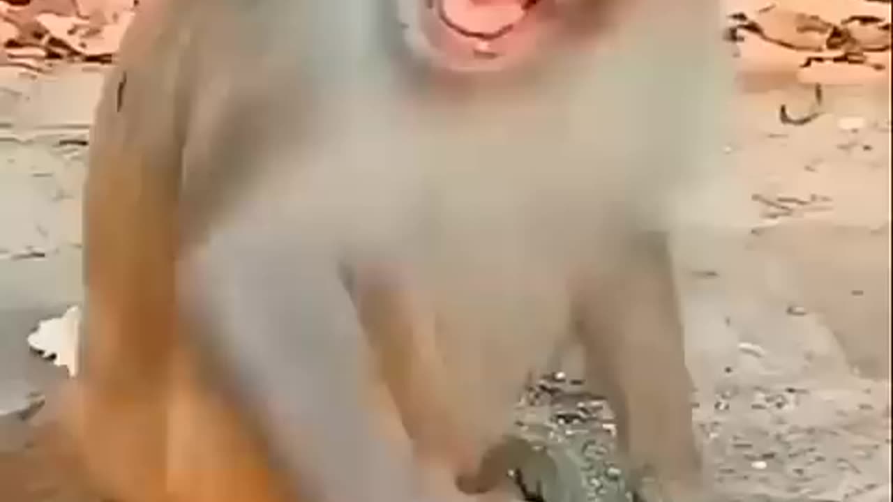 Funny baby 👶 video🤷🏼_♀️😂 #cutebaby #funnymonkey #funnybaby #cutebabyshorts #shorts