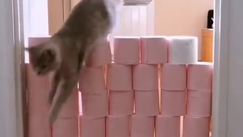 Best funny cat's video