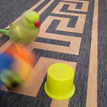 Jealous parrot attacks his enemy