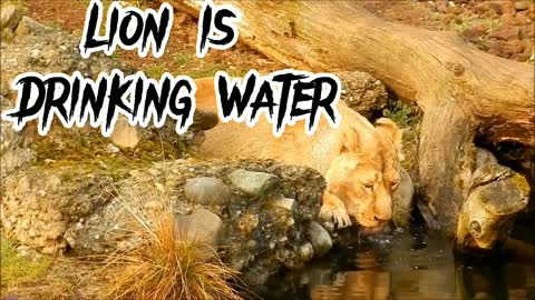 Lion is drinking water video // # Wild journey