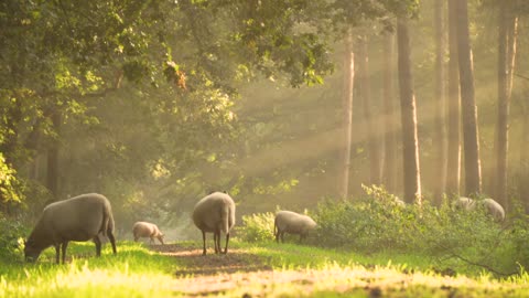 Sheep morning sunray