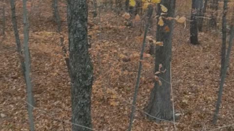 Fall Hunt in Ohio