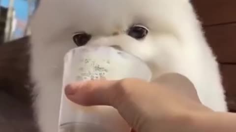 Cute baby dog eating ice cream