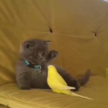 Cat funny video with bird