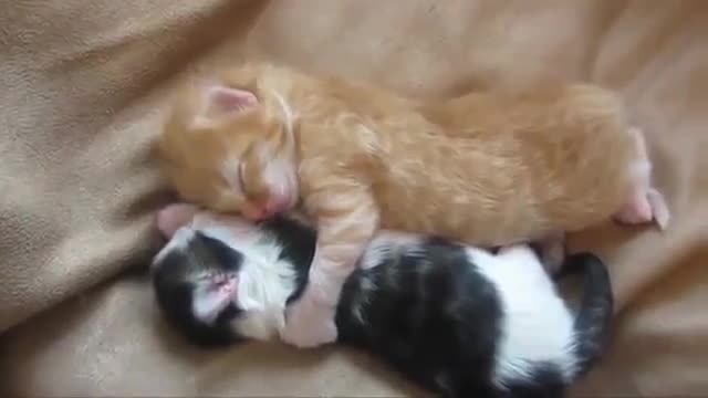 Very beautiful newborn cats Glory be to Allah