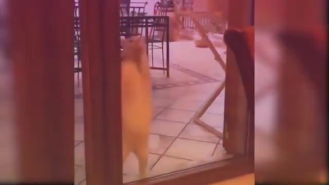 cat video play back