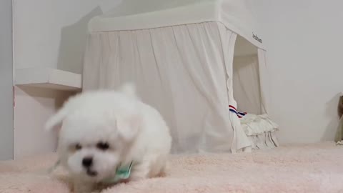 Puppy barking sound Mini bichon frise