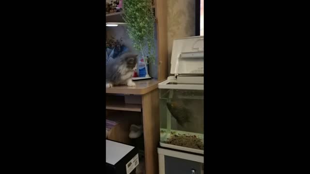 Funny Cat Cute Playing With Fish