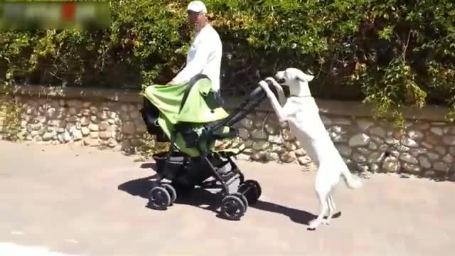 Funny Dogs acting like Humans Compilation