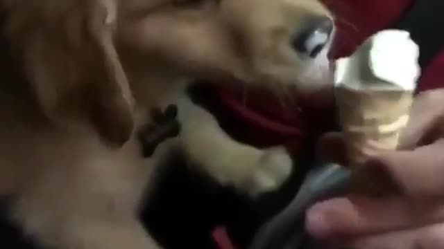 Funny cute dog eating ice cream