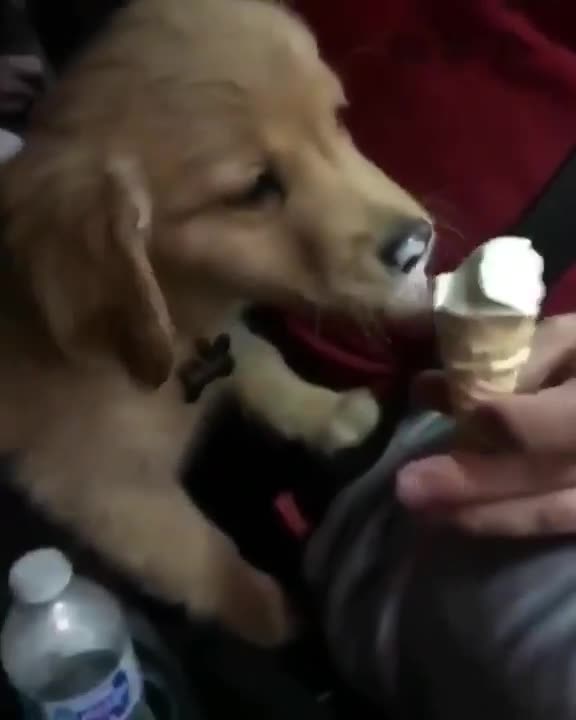Funny cute dog eating ice cream