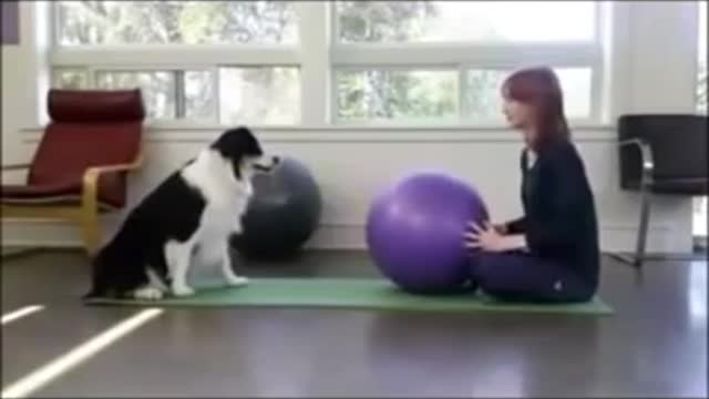 Animalsdt white dog sitting on owner trying to do yoga :Dog exercise