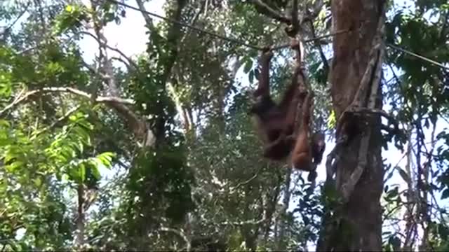 Endangered Animal - Save Orangutan !!!