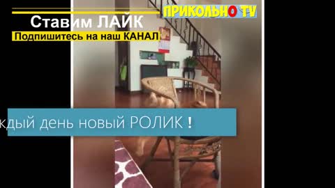 funny cats