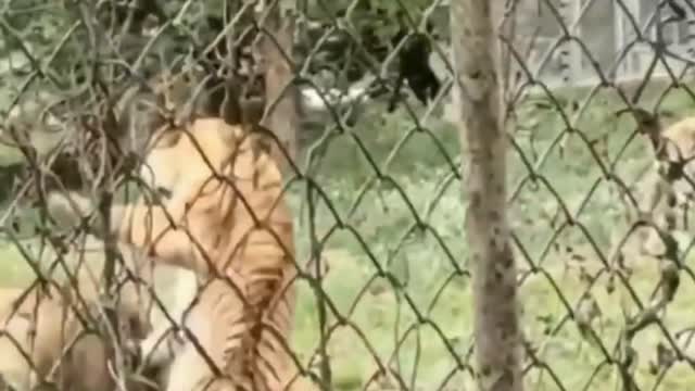 tiger vs lion||lion and tiger fight