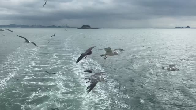 A seagull flew to eat