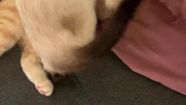 Cat love.