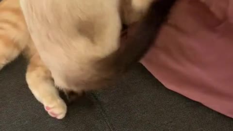 Cat love.