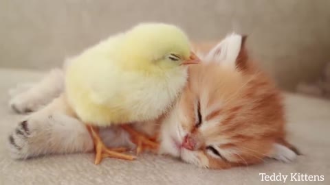 Kitten sleeps sweetly with the chicken.