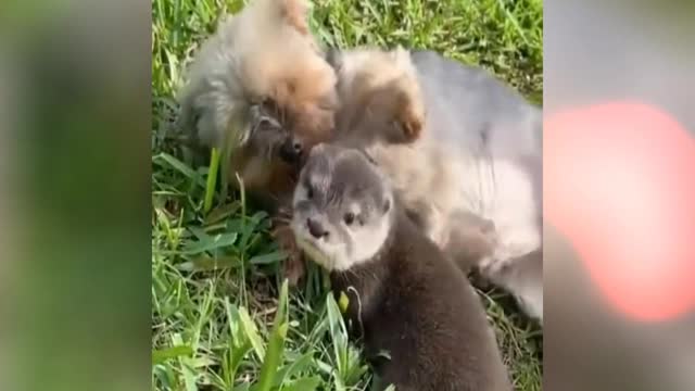 Baby otters making friends with a puppy