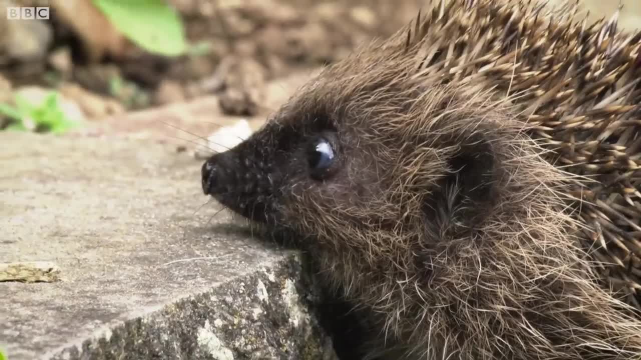 Sick Hedgehog goes for his First Swim! | The Science of Cute | BBC Earth