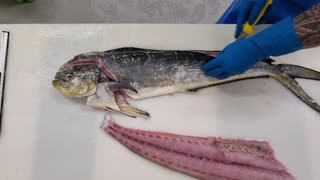 filleting mahi mahi