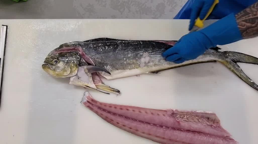 filleting mahi mahi