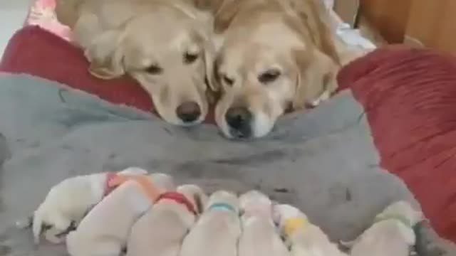 Parents blessings her puppies is the cutest thing I've ever seen 😍👏❤️